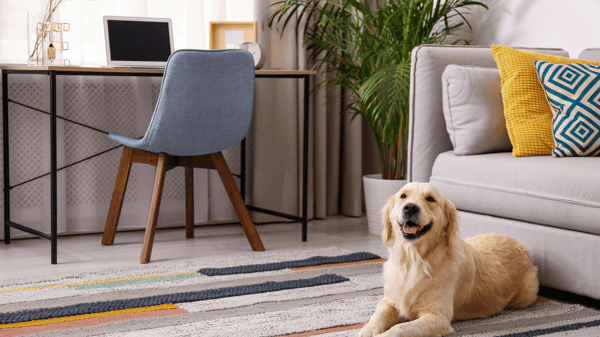 Explore Pet friendly Homes