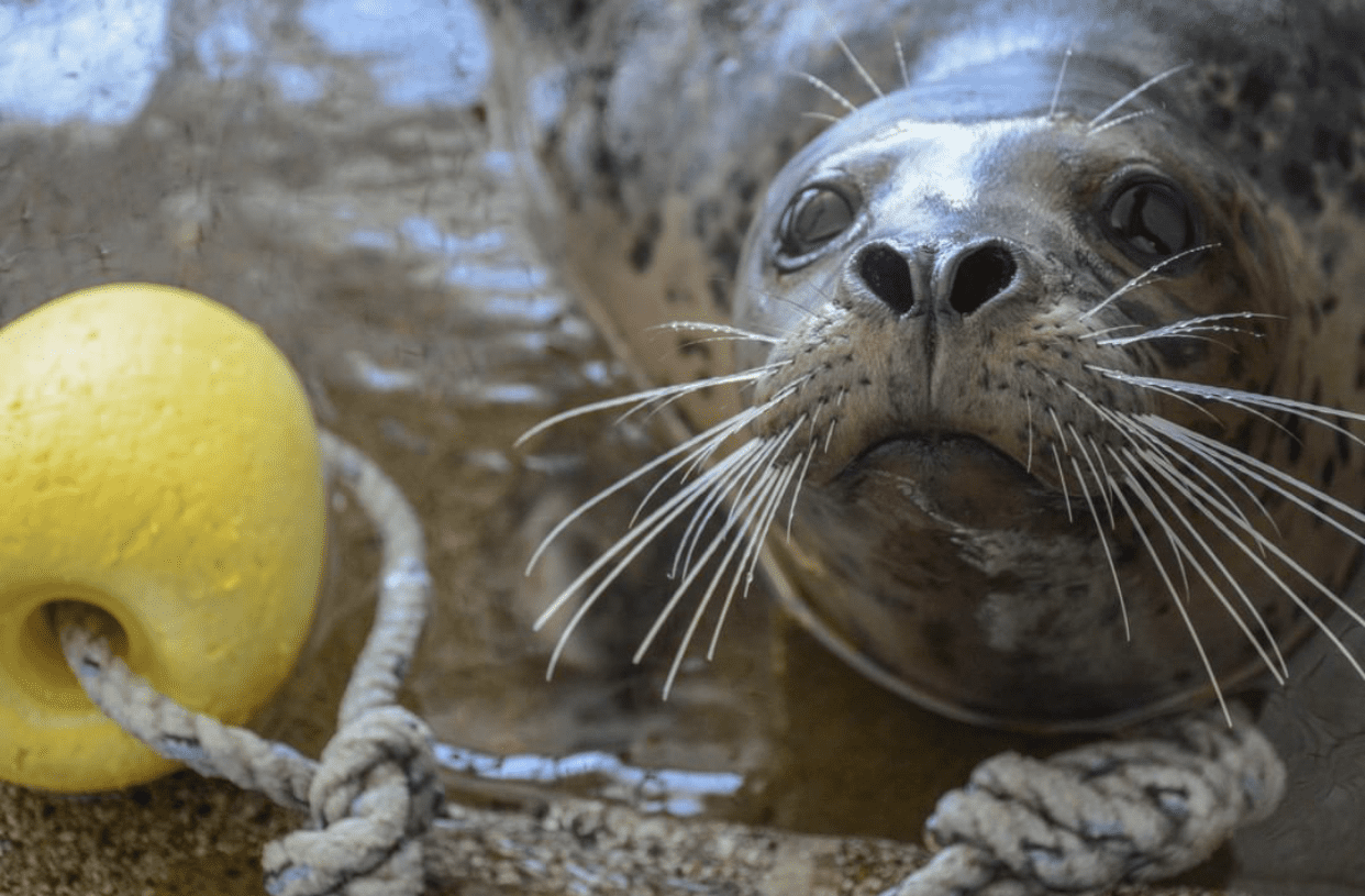 Seaside Aquarium Seal