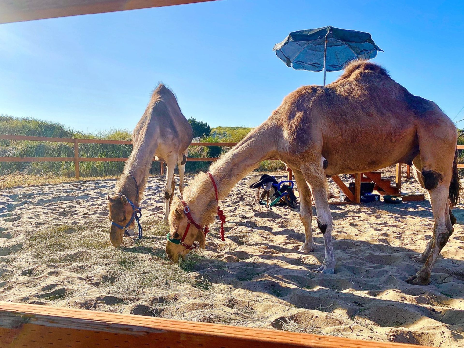 Camels in Pacific City, Oregon