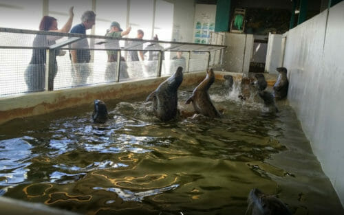 Seals at Seaside Aquarium