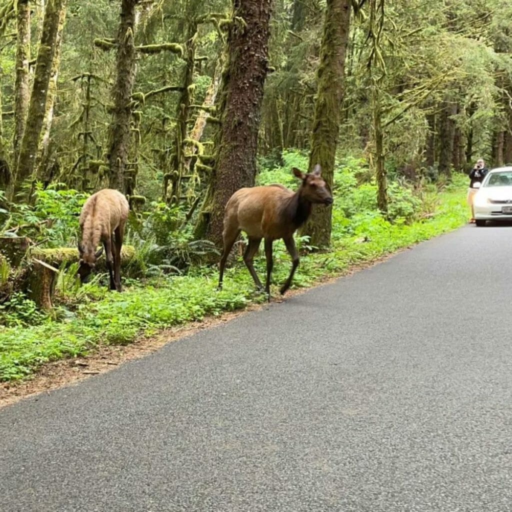 Scouting for Elk in Ecola State Park