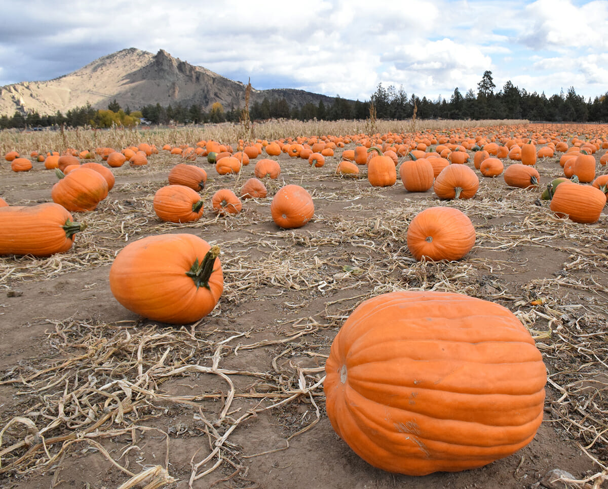 Pumpkin Patch at Smith Rock Ranch