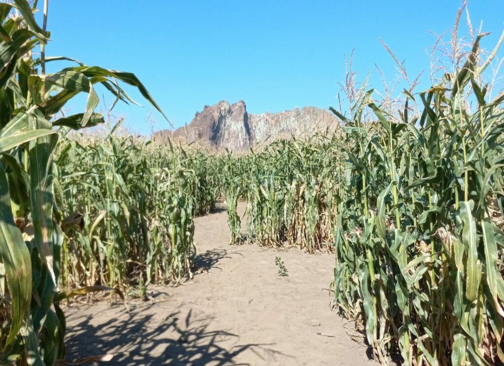 Inside a corn maze with a view of Smith Rock
