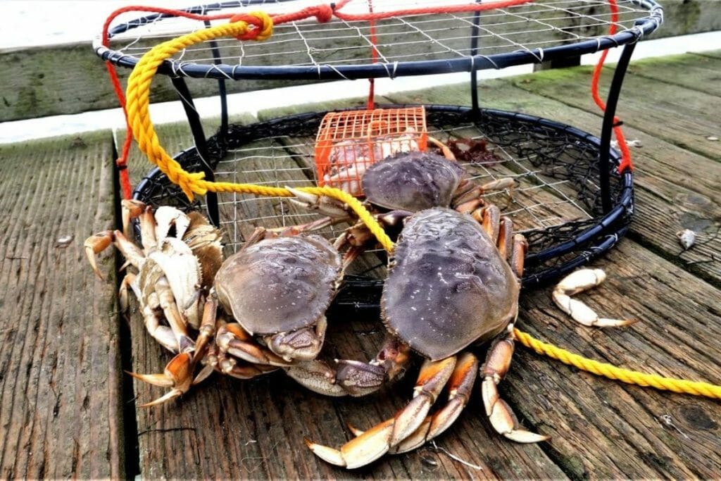 crabbing on the Oregon Coast